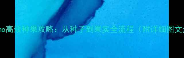 图片 Pokemmo高效种果攻略：从种子到果实全流程（附详细图文步骤）